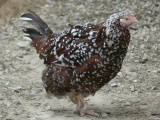Speckled Sussex II