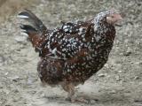 Speckled Sussex II