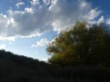 Willow in Early Autumn Sunset