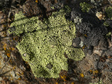 Lichen Mosaic