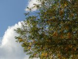 Early Autumn Willow Branches
