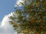 Early Autumn Willow Branches