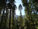 Tree Spires