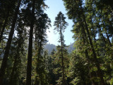 Tree Spires