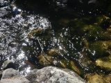 Sunglints and Rocks in Water