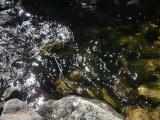 Sunglints and Rocks in Water