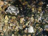 Rocks, Moss, Shadows and Stream