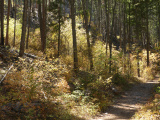 Yellow Sunlit Slope