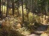 Yellow Sunlit Slope
