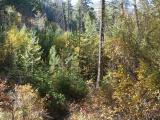 Early Autumn Forest