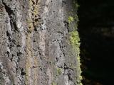 Moss on Sunlit Tree Trunk