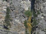 Trees on a Rocky Cliff