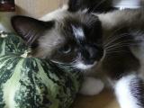 Pillow