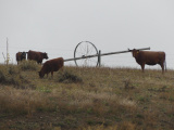Brown Cows