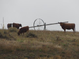 Brown Cows