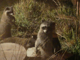 Evening Visitors