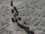 River of Cows