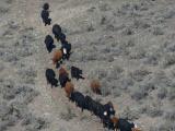 River of Cows