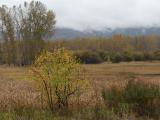 Speckles of Yellow and Green