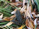 Autumn Toad