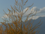 Golden Fronds