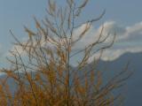 Golden Fronds