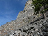 Tree in Talus