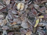 Frosted Leaves on the Forest Floor