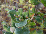 Frosted Snowbrush