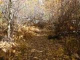 Path of Fallen Leaves