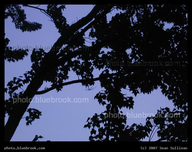 Branch Silhouette - Silhouette of tree branches at Hammond Pond, Newton MA