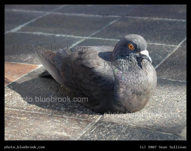 Pigeon at Kendall Square - Pigeon sitting on the sidewalk in Cambridge MA, at Kendall Square