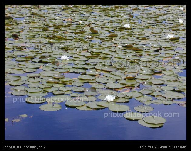 Newton Lillies - Lillies on a pond in Newton MA
