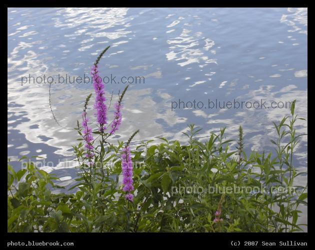 Purple Loosestrife - The invasive, but pretty, purple loosestrife flowers along the shore of Lake Quanapowitt, Wakefield MA