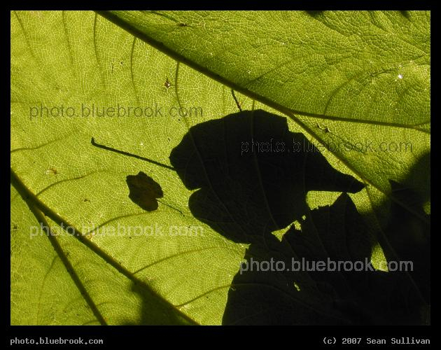 Leaf on Leaf - Silhouette of one leaf as seen through another, in Berkeley CA