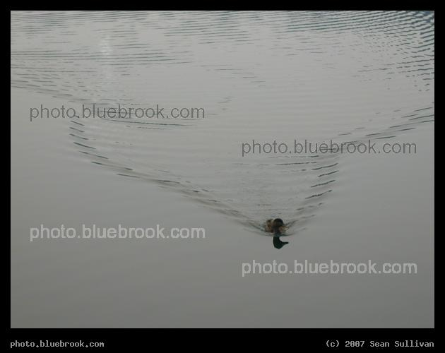 Duck in Jamaica Pond - Duck swimming through Jamaica Pond, in Jamaica Plain MA