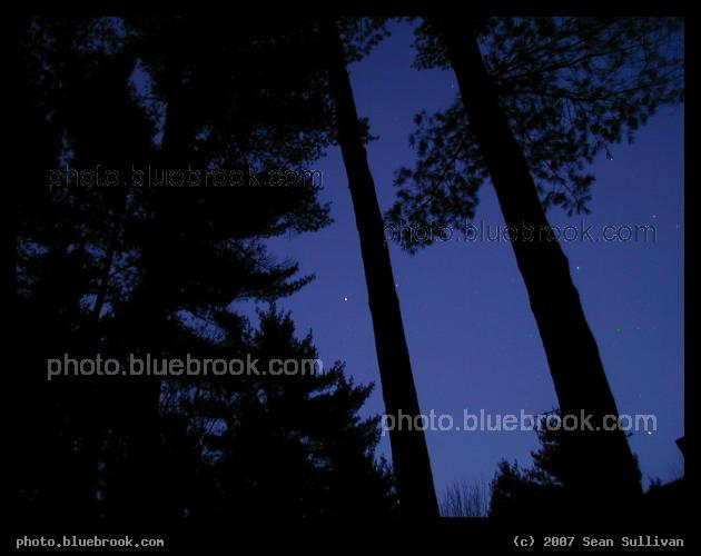 Night Canopy - Night view of a canopy of trees before dawn, Amherst NH
