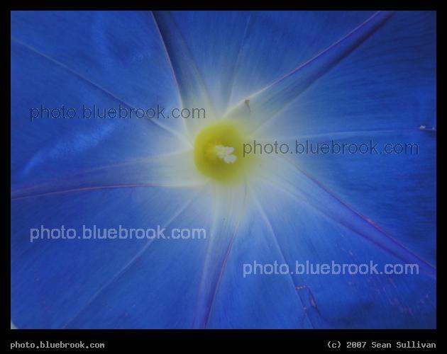 Roslindale Morning Glory - Detail of a morning glory flower in Roslindale MA