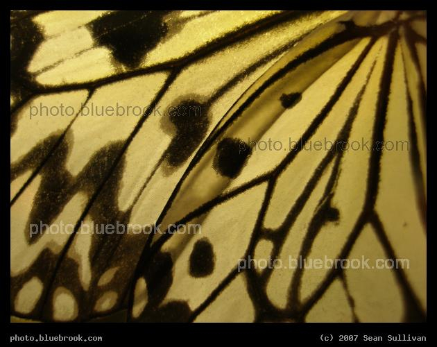 Butterfly Wing - Detail of a butterfly wing