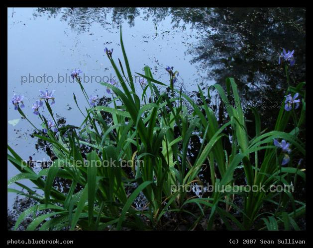 Irises by the Pond - Amherst MA