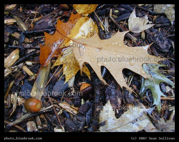 Acorns and Leaves - Acorns and leaves underfoot, Amherst NH