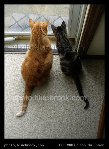 Cats in the Doorway - Antares and Bella watching out the front door