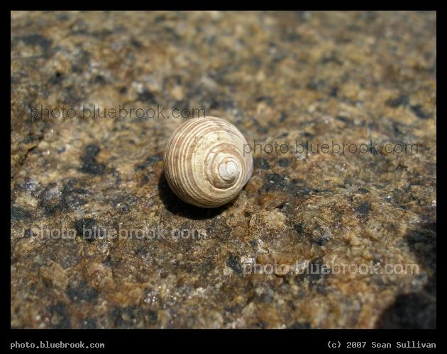 Spiral Banded Snail - Snail on a rock at Halibut Point State Park, Rockport MA