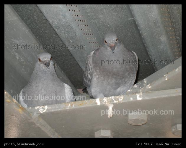 Framingham Pigeons - Two pigeons at the Framingham MBTA station, Framingham MA