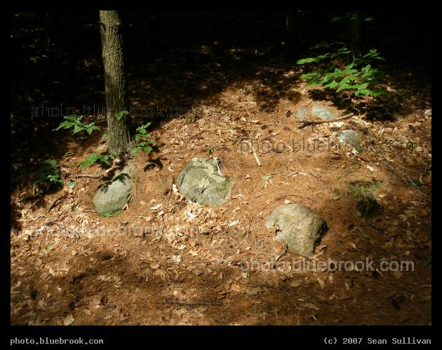 Three Rocks - Three rocks under pine needles in the Blue Hills Reservation