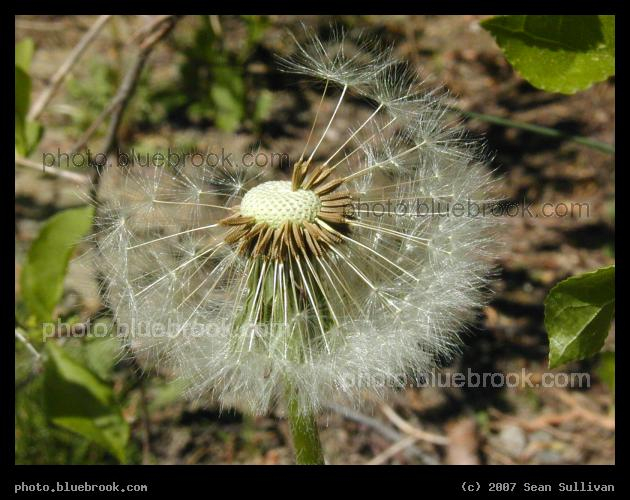 Dandelion - Detail of a dandelion, with some seeds dispersed