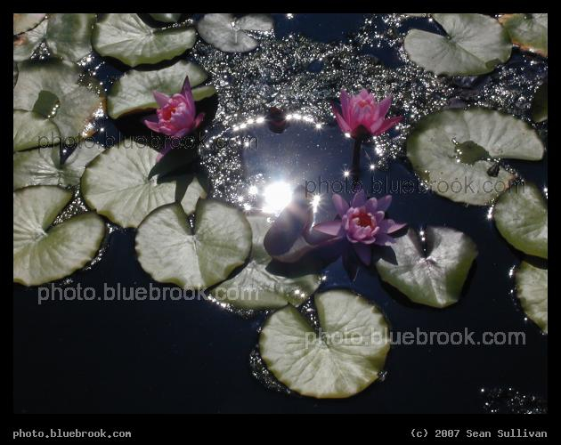 Lillies Around the Sun - Lillies encircling the reflected image of the sun