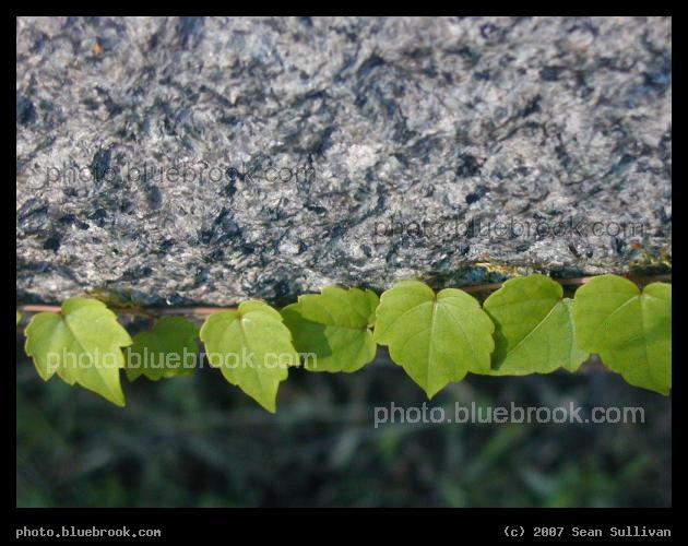 Perkins Street Ivy - Ivy along a wall on Perkins Street, Jamaica Plain MA
