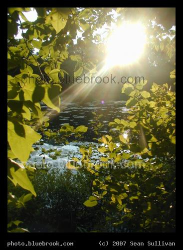 Sunlight at Wards Pond - Evening sun shining through trees at Wards Pond, Brookline MA