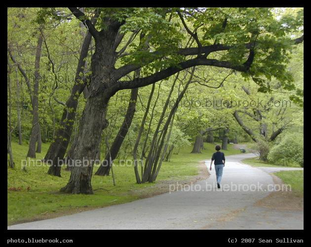 Longwood Pathway - Pedestrian path along the Muddy River, Brookline MA